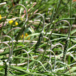 Foto der Jungpflanze Plantago serpentina